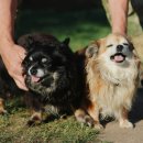 조양래 동물의료센터 이미지