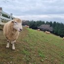 윤정희농장 이미지