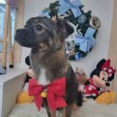 코코바리 이미지