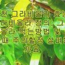 그라비 네이버블로그