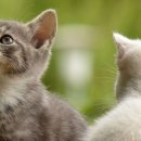 냥이시대 이미지