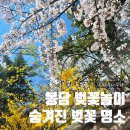 효행초등학교 | 봉담 벚꽃 명소 추천 / 29주 임산부 산책 후기 (숨은 벚꽃 스팟 대공개🌸)