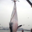 바다와고래 이미지