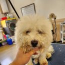 꽃개애견미용 이미지