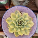 새울산제통의원 이미지