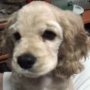 시흥도원초등학교 이미지