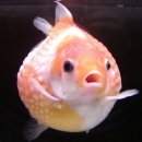 해물박사 이미지