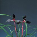 자주고름 이미지