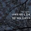 양재시민의숲역 1번출구 | 양재천 벚꽃 등축제 나들이 실시간 벚꽃 현황 주차장 &amp; 푸드트럭 정보