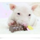 상콤 발랄 헬로퍼피 이미지