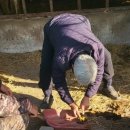 한중농장 이미지