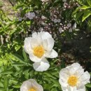 애니멀랜드 이미지