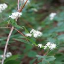 꼬리말발도리 Deutzia paniculata Nakai 이미지