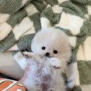 독스캣 강아지고양이 수원점 이미지