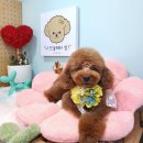 큐티하개_함 이미지