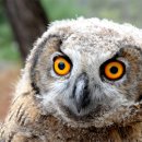 부엉이집 이미지