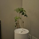 맑은샘약국 | 5개월 육아일기 5개월 코감기 양파, 가습기 코뻥 노시부 내돈내산 후기 노시부소음 장단점