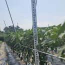 소쟁이 고추 64일째 약 78cm(20cm자람,16일만에) 이미지