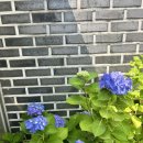 젤라떼리아빤나 이미지