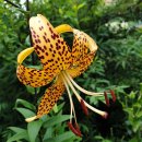 노랑제주 이미지