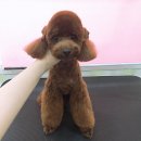 멍이랑몽이 미용 이미지