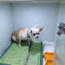 수송반려동물병원 이미지