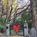 만디 | 부산 크리스마스 카페 만디 트리 포토존 후기 데이트 추천