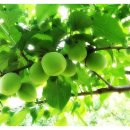 선비골농장 이미지