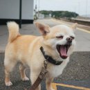 이비치 동물치과병원 이미지