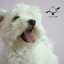 한강펫살롱 이미지