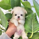 강아지분양 꽃강아지 중랑점 이미지