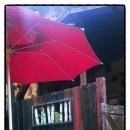 돌배나무 세그루 이미지