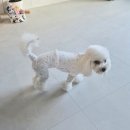 베베독 | [내돈내산] 🧸 강아지 루비의 포근한 하루 바이올독 베베실내복 올인원 집콕룩 착용 후기 🧡