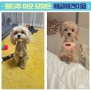 몽실 | 배곧애견미용실 말티푸 티키 미용을 책임져주는 몽실뜰 후기