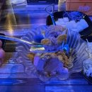 논산포차 | 취암동 술집 내돈내산 맛있게 매운 논산 매코미