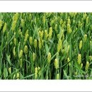 수원농장 이미지