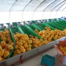 부자 농장 이미지