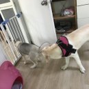 로이네 애견호텔 이미지