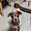 포리애견 | 강아지 옷 랜덤 박스 다시 도전! 토이푸들 포리의 M사이즈 후기