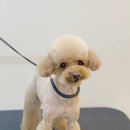 돌돌이네 이미지