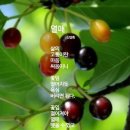 열매 Daum카페