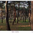 [강릉] 송정해변 솔밭길의 아침 이미지