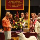 도그뉴스 이미지