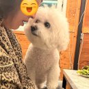 윤앤준펜션 | [춘천 애견펜션] 햅독 방문 후기 -밤늦게 도착해도 감동뿐이었던 춘천 애견풀빌라 힐링 여행