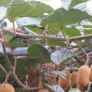 갈마농장 이미지