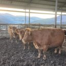 영재농장 이미지