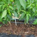 샛별농장 이미지