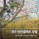 주식회사 라한호텔(경주) | 경주 라한셀렉트 호텔 아이랑 숙박 후기 벚꽃 개화시기 가족여행 숙소 추천