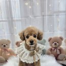 밀리아 펫살롱 이미지