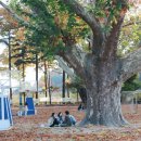임고초등학교 | 경북 영천 아이와함께 피크닉즐기러 가볼만한곳 임고초등학교